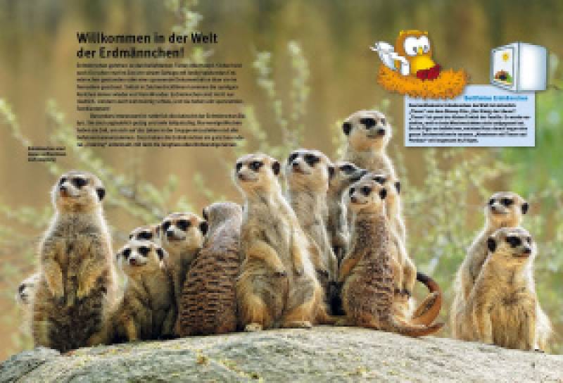 Preview: Entdecke die Erdmännchen